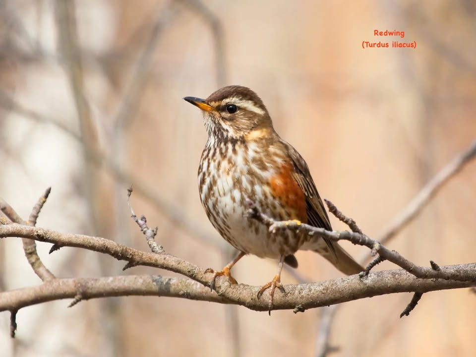 Wildlife & Wellness Walk - Swiss Valley
